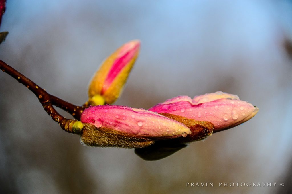 Magnolia