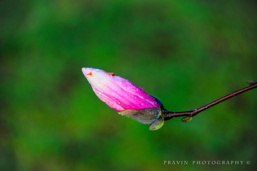 Magnolia