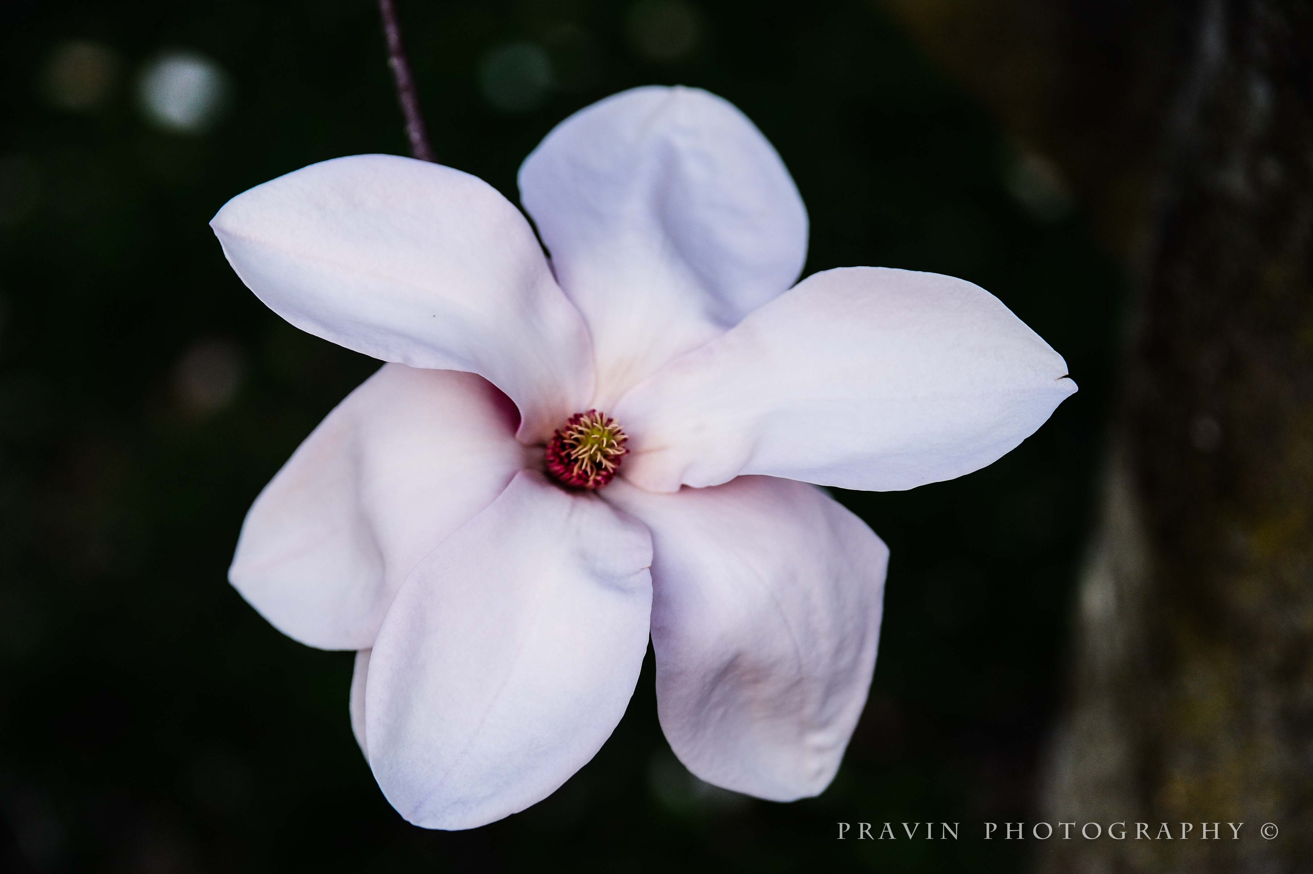 Magnolia