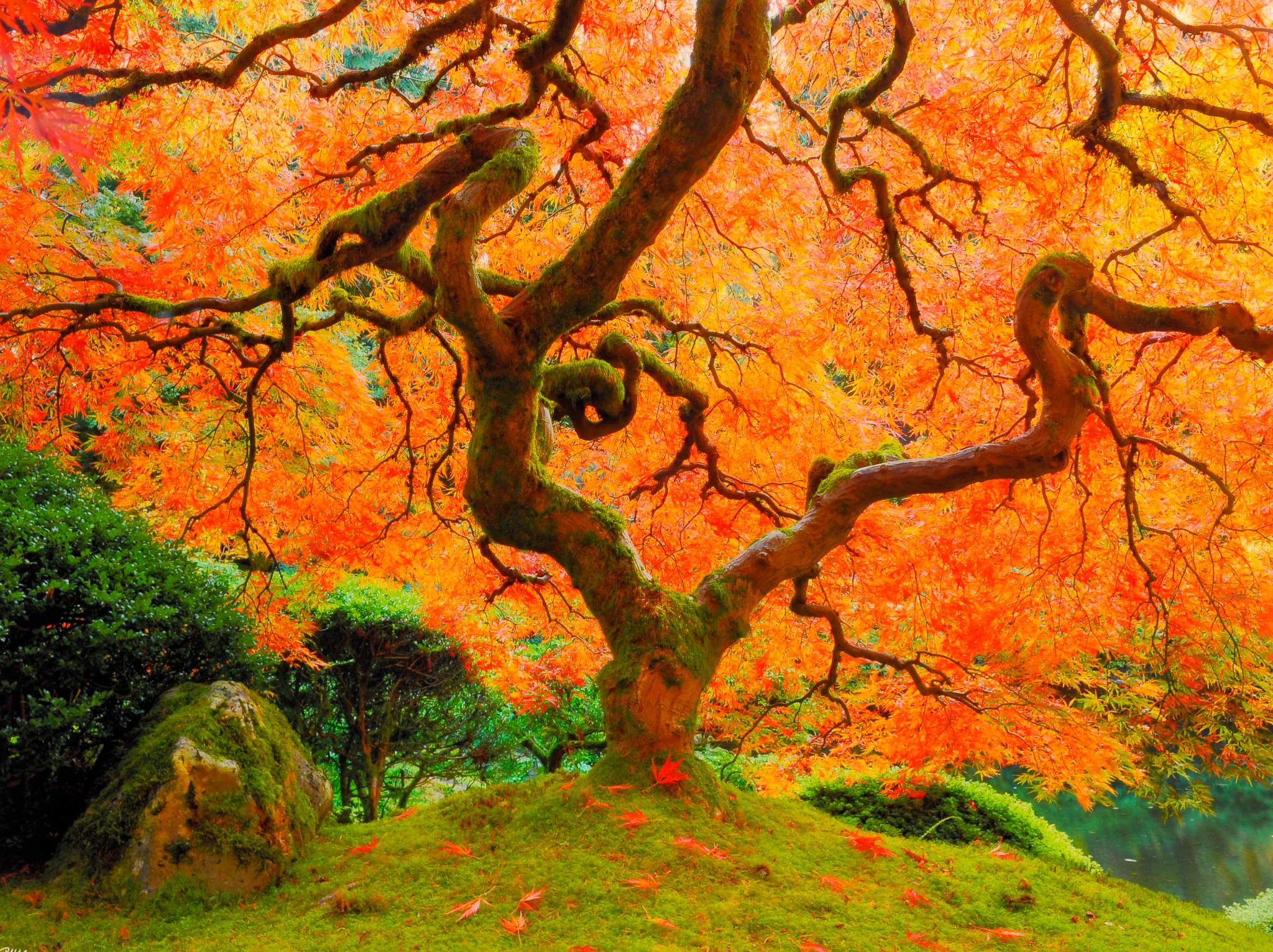 Japanese Maple in Autumn