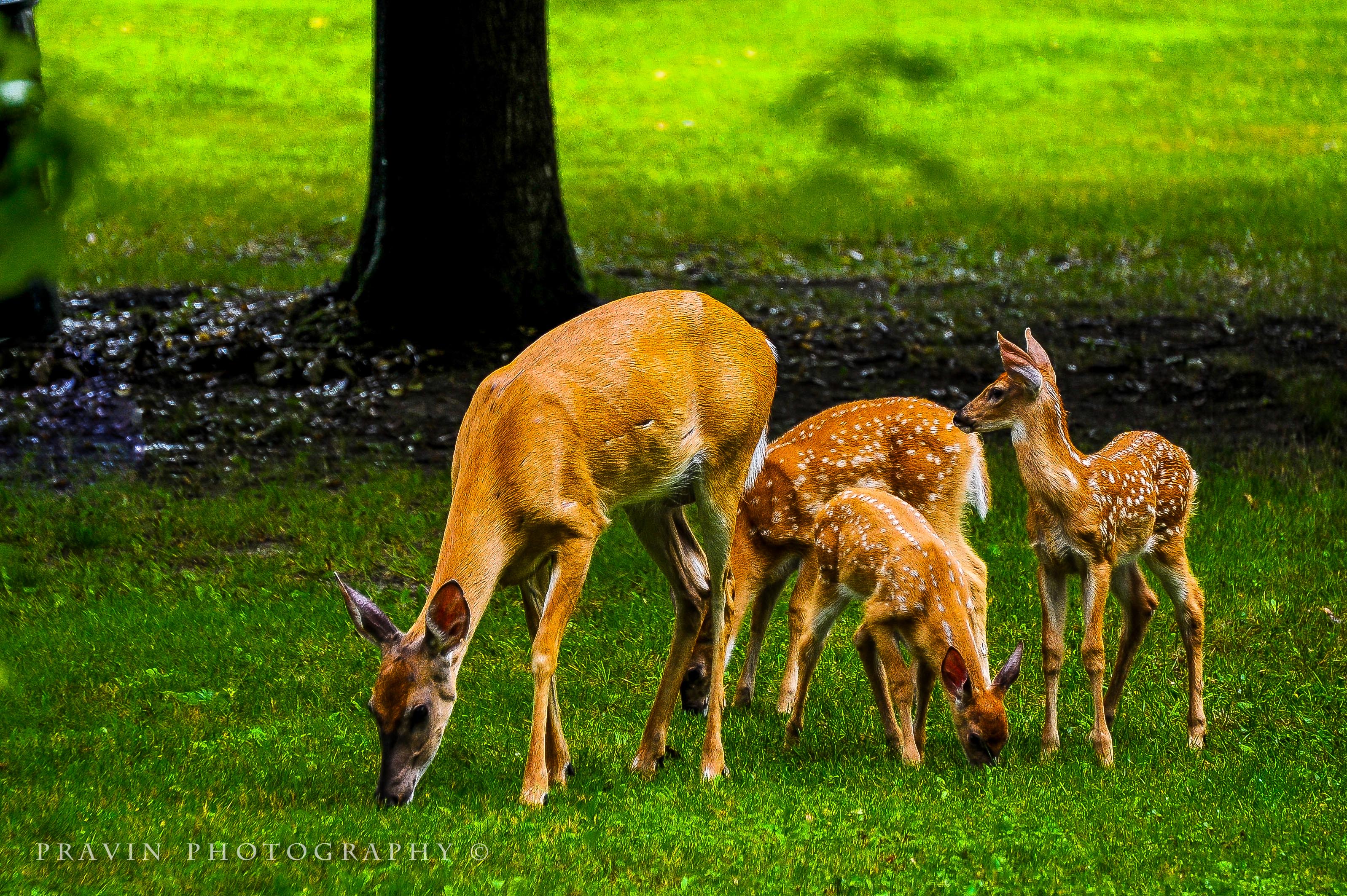 Family