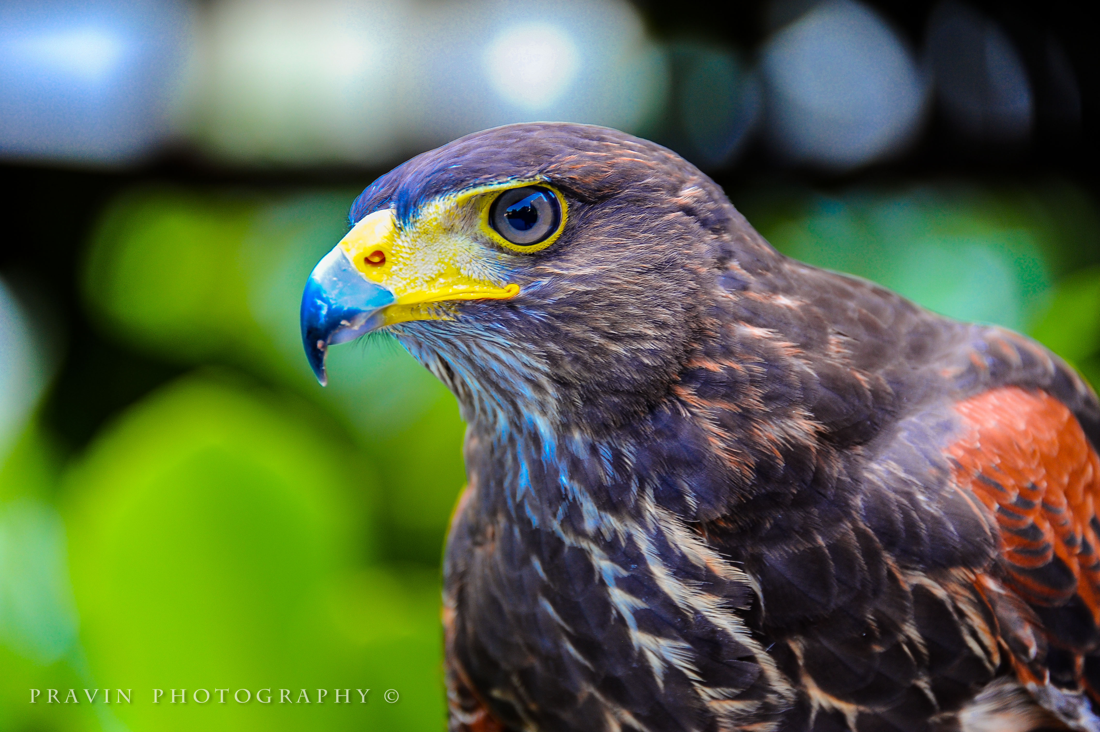 Eye of an Eagle