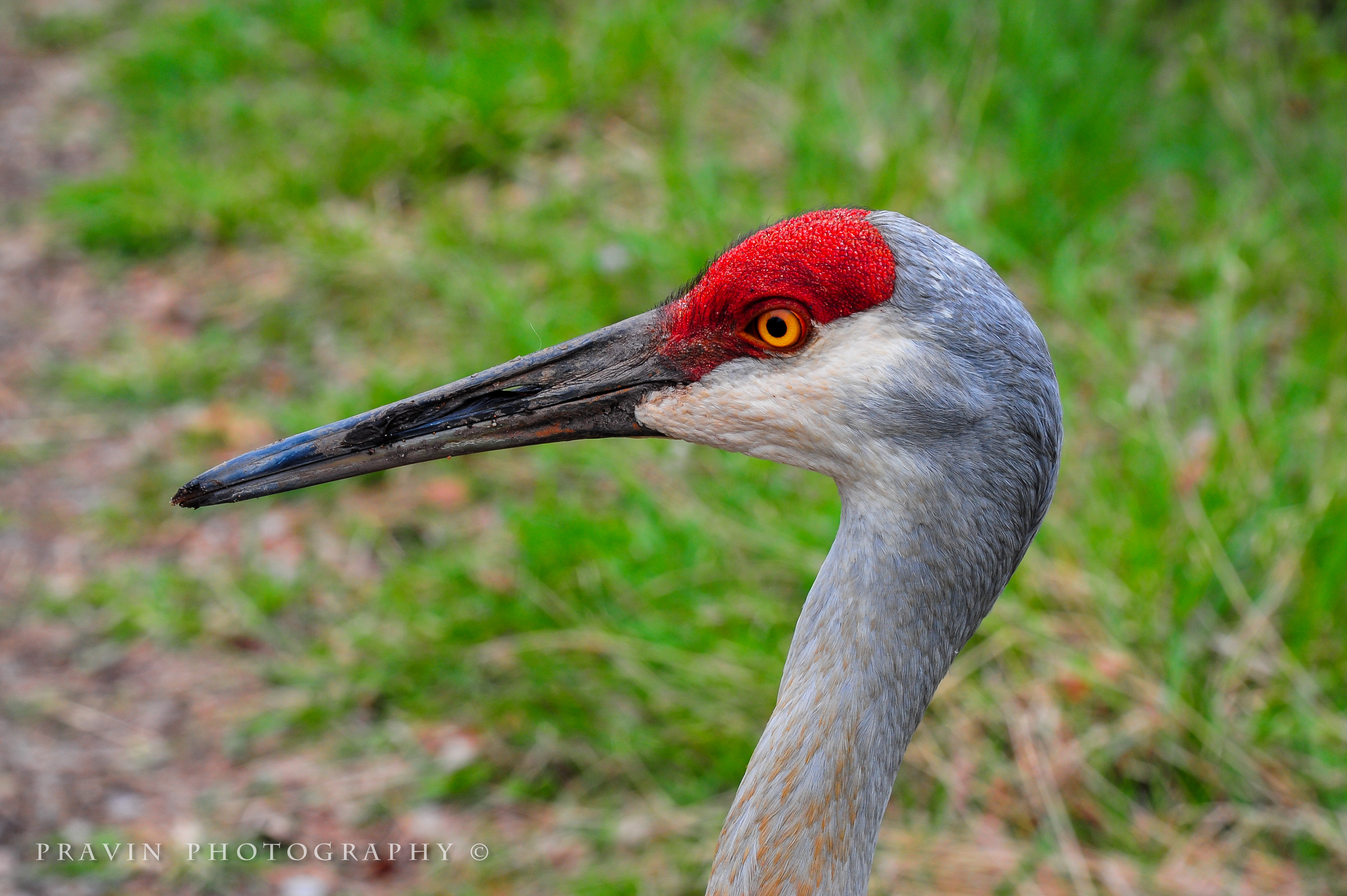 Sandhill crane
