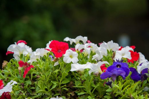 Beautiful Flowers